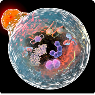 Autophagy