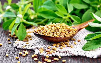Fenugreek, A herb with Immense Benefits for Weightloss